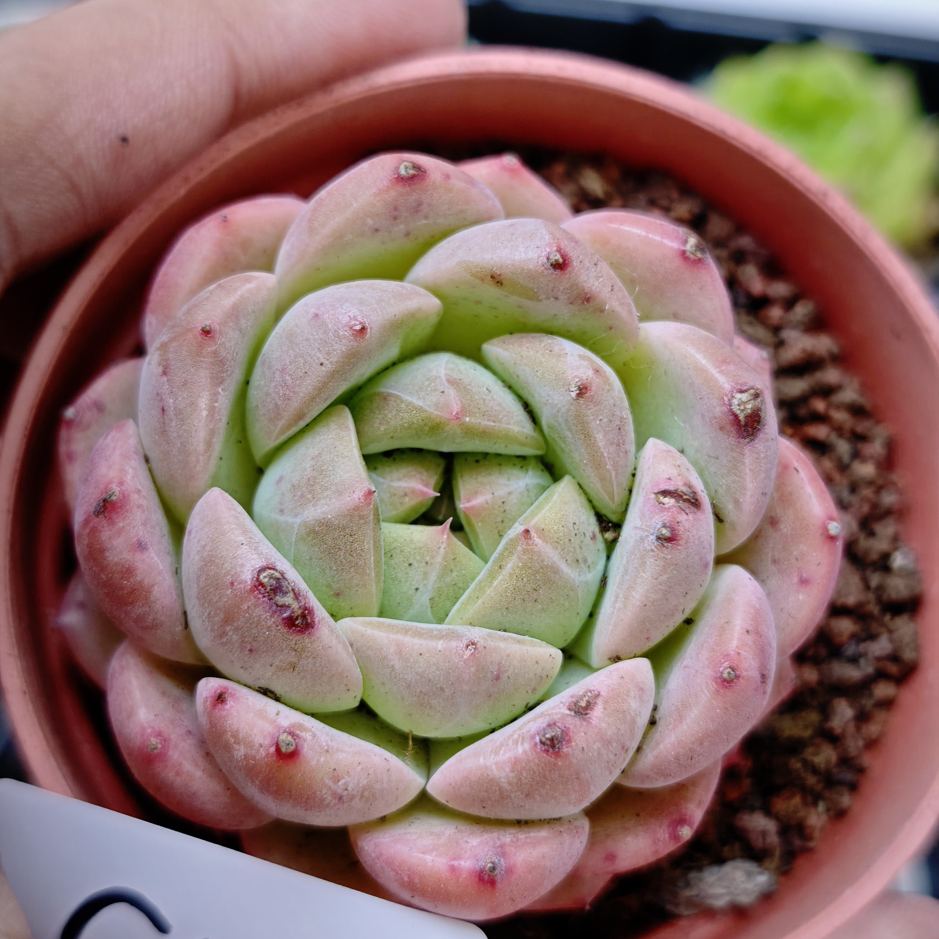 97多种款式多肉植物组合盆栽适合办公桌面阳台防辐射好养