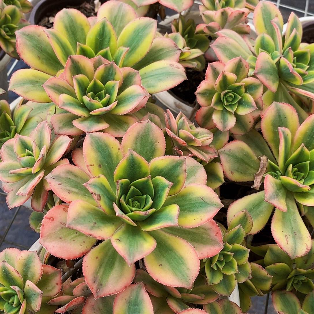 艳日辉手捧花造型老桩