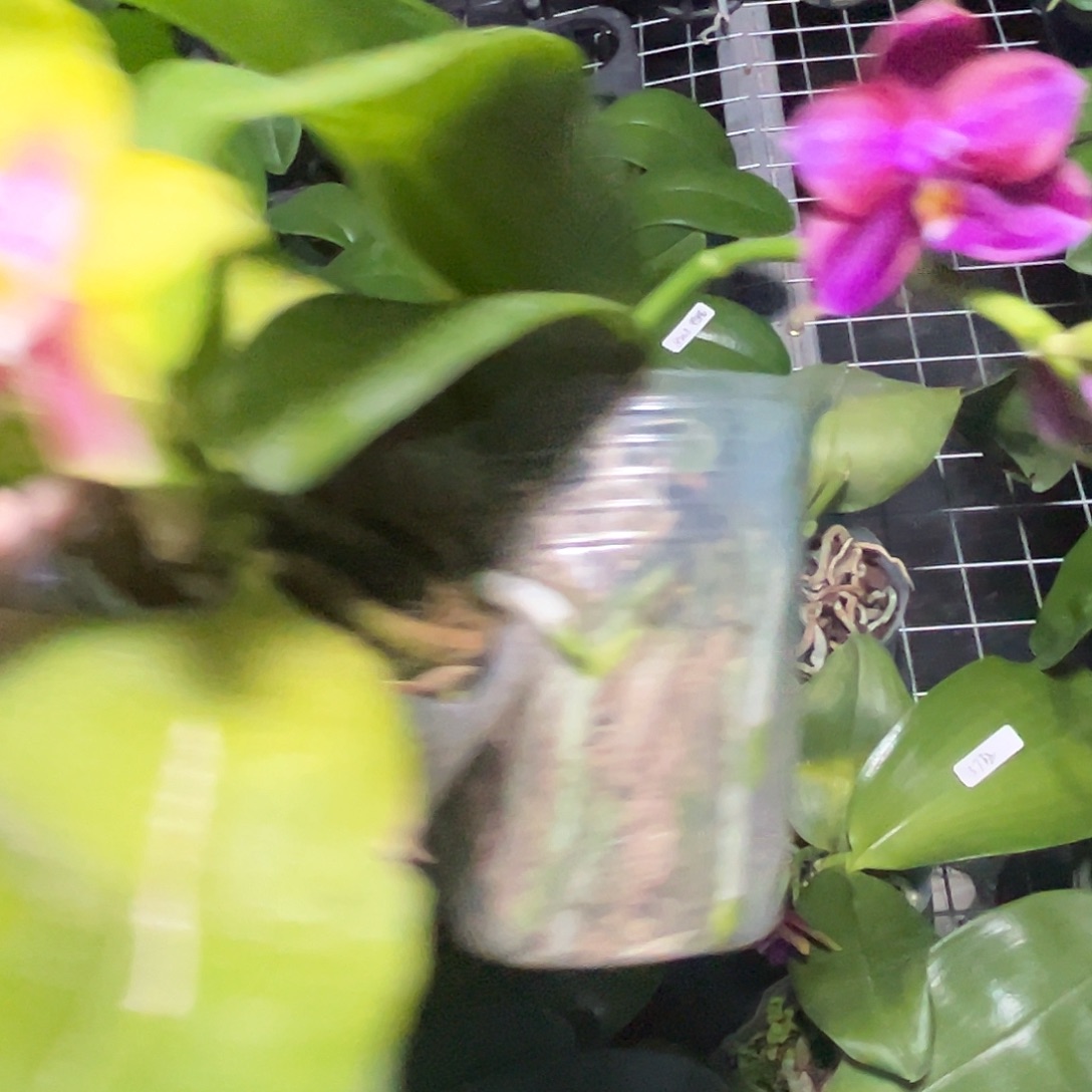 当前无花栽培后可以开花原生盲盒组合2棵黄➕红