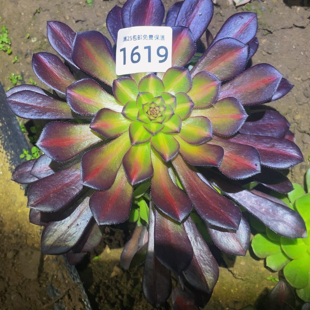 1619黑铜壶中班多肉植物