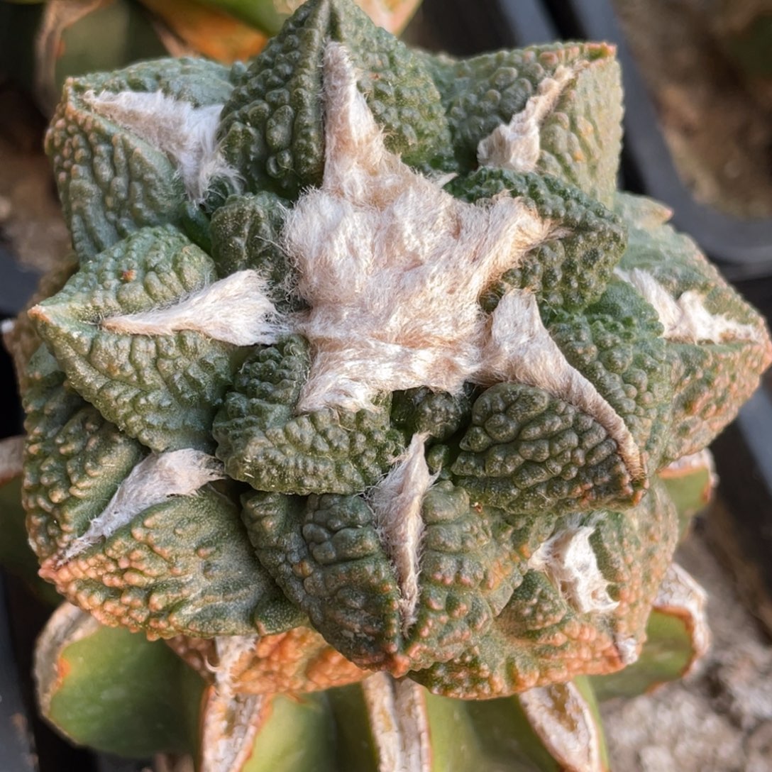 全部花朵螺旋丸犹尖翘犹