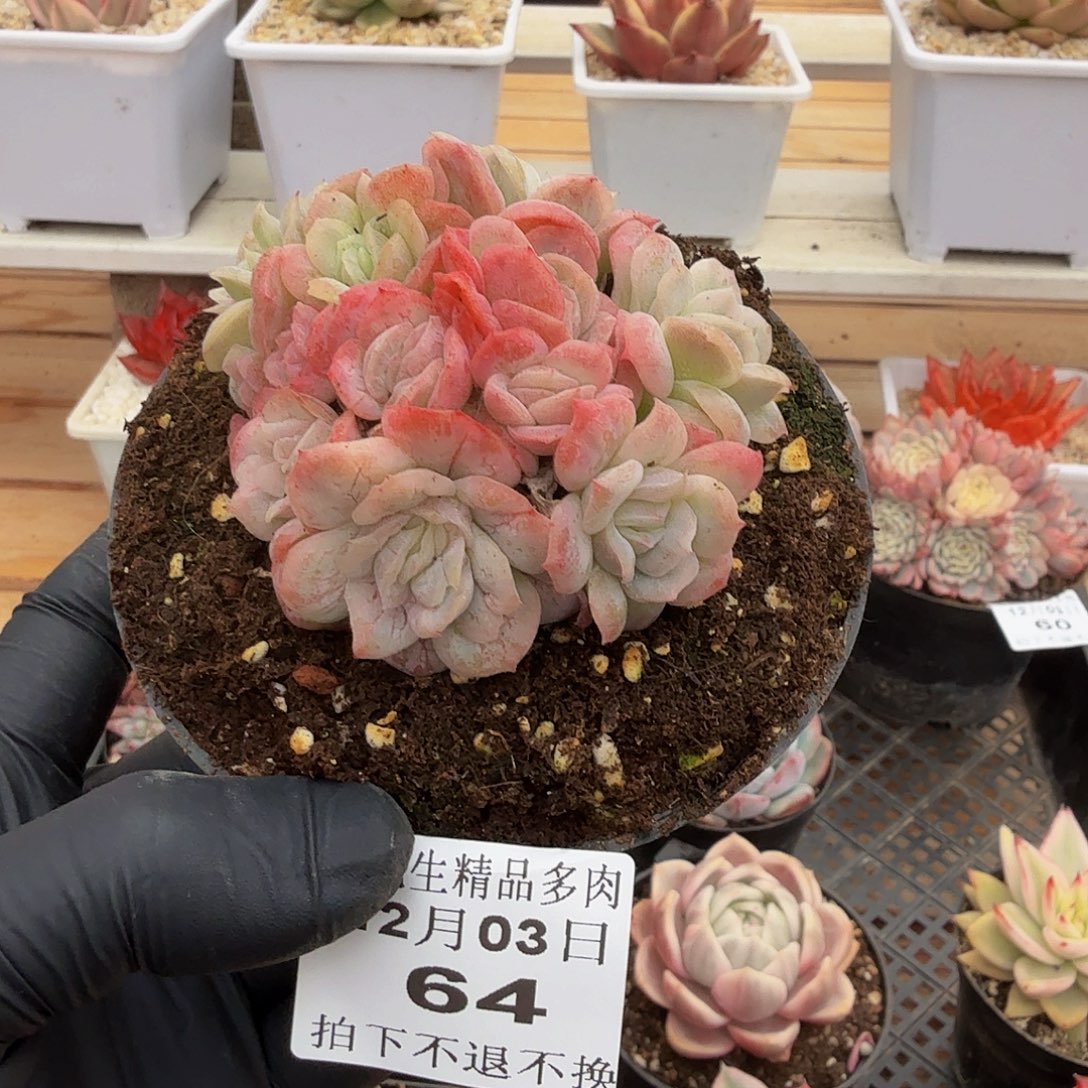 1203-64泡泡纱裙群