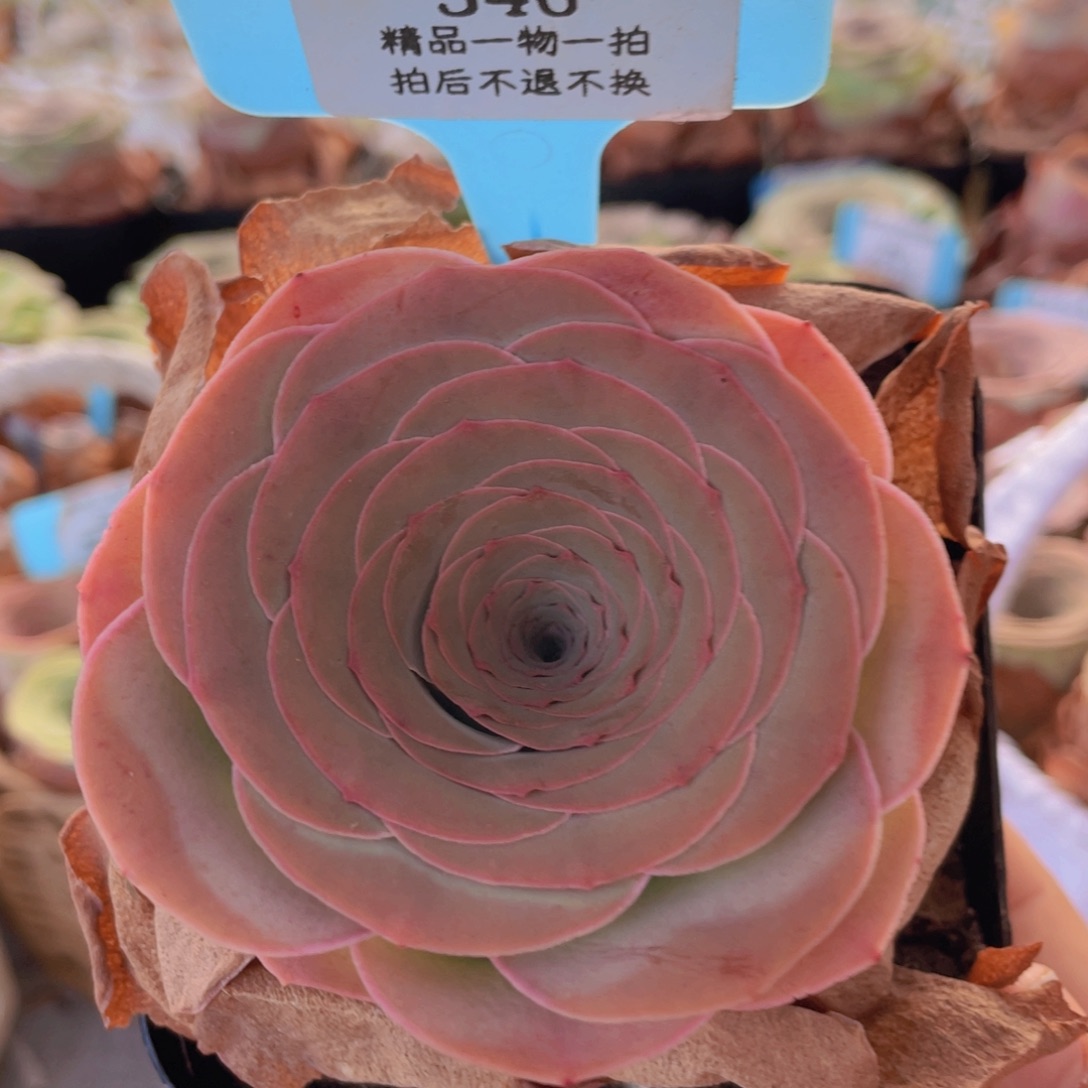 山地玫瑰346裸根发货不售后