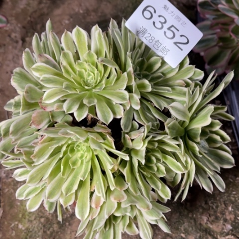 玉玲珑多肉多肉6352