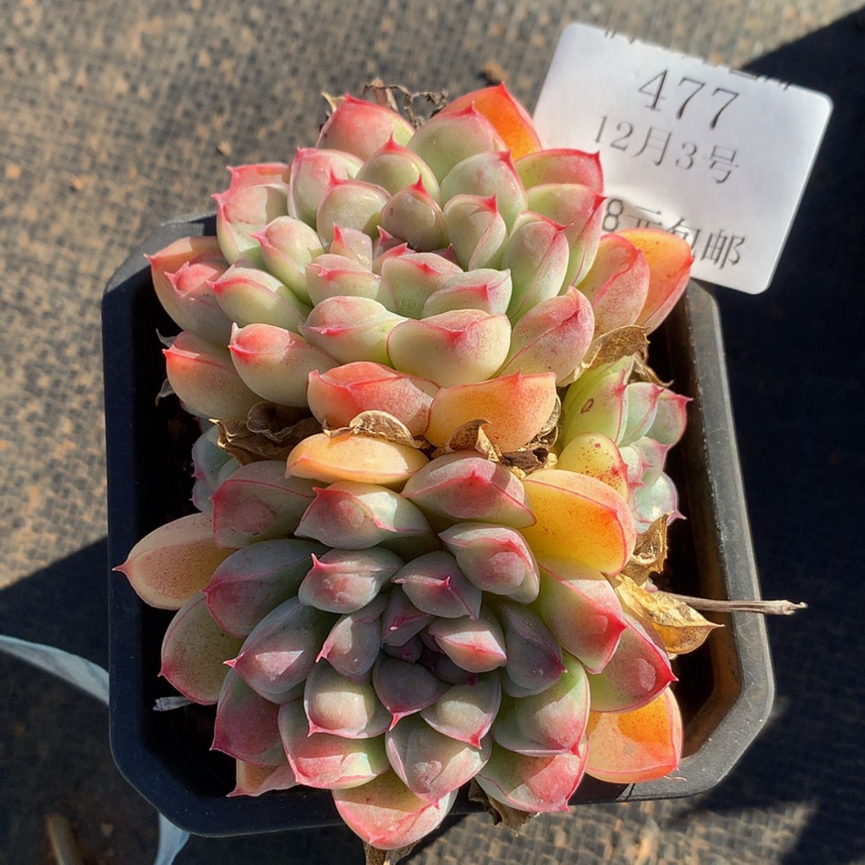 【闪购商品】云477号