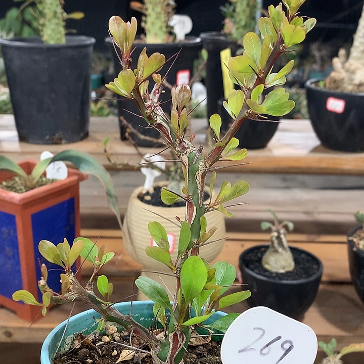 269簇生福桂哈哈哈哈哈哈哈