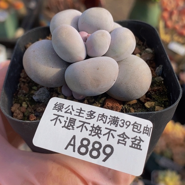 芭比奶洛5cm889多肉植物