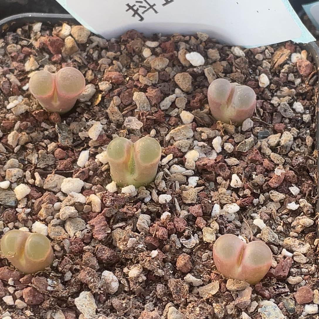 14-131磁铁多肉植物