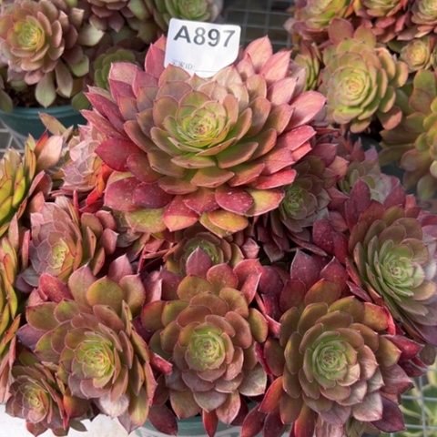 897红魔多肉25厘米左右