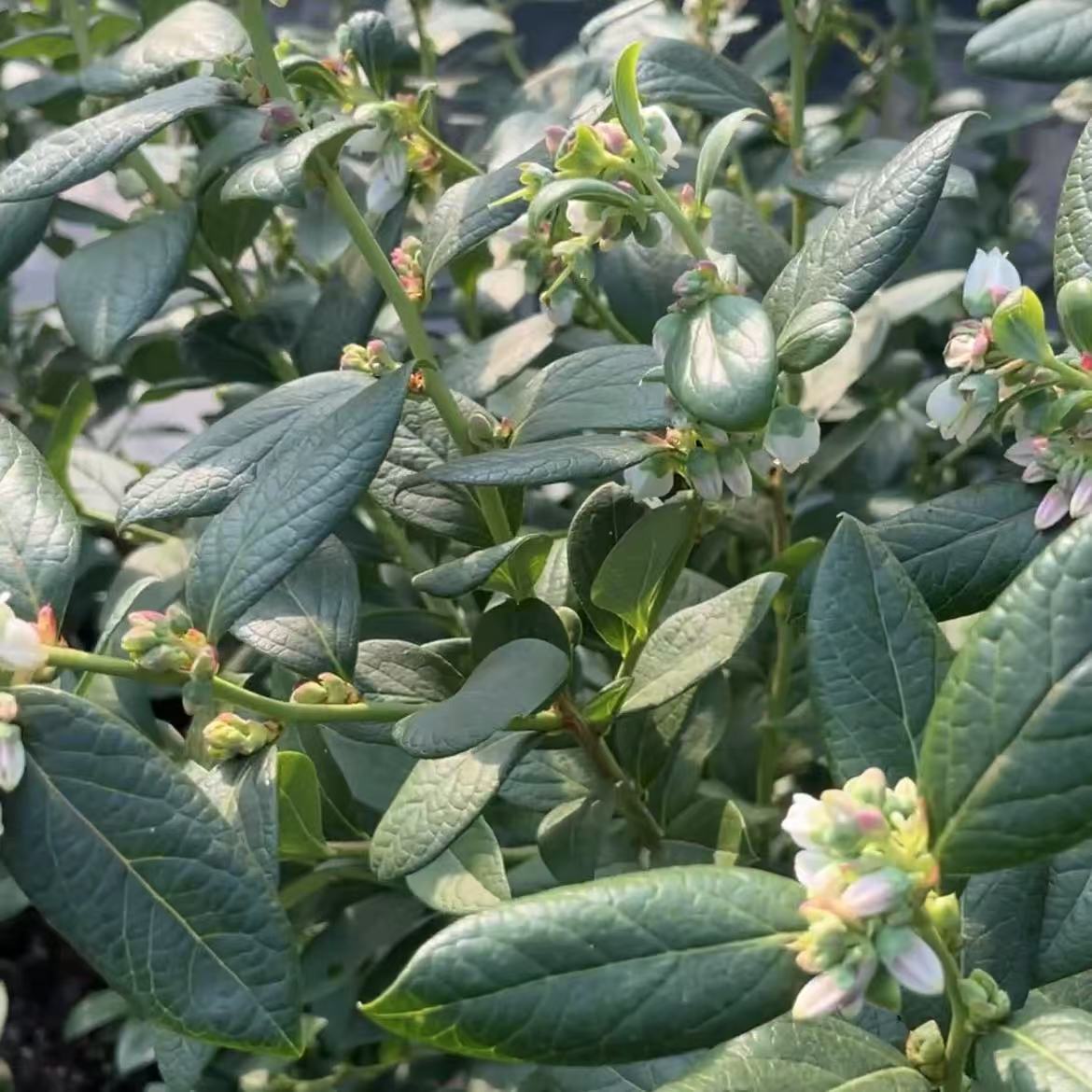 L25 L29组培蓝莓树苗原盆原土发好管理阳台盆栽家庭种植首选好养