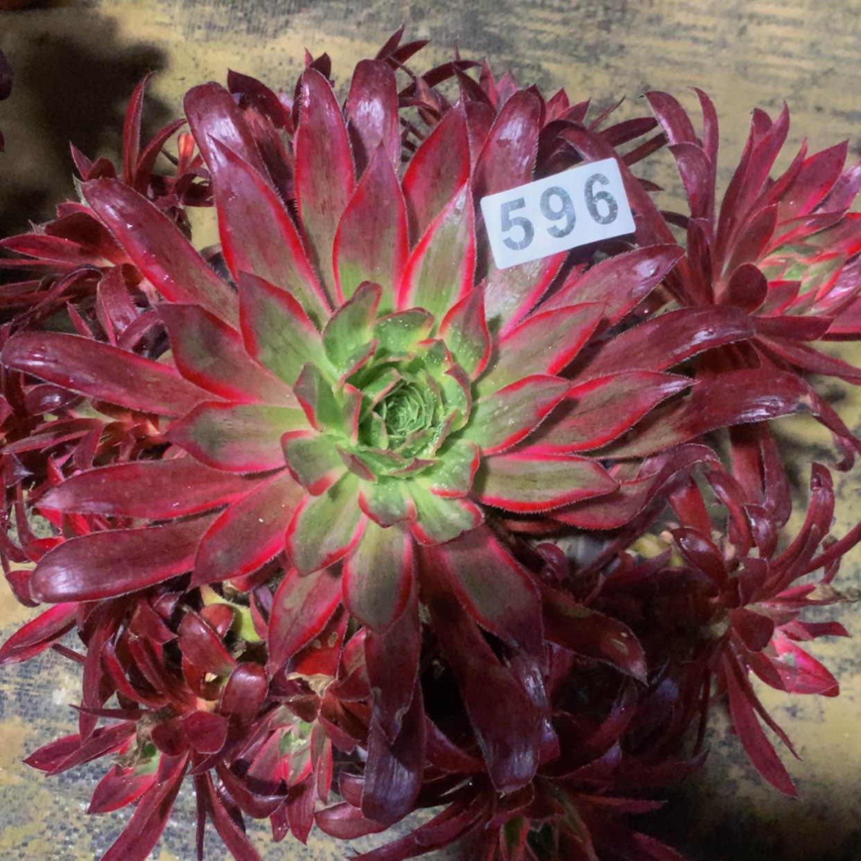 【闪购商品】596孔雀多肉