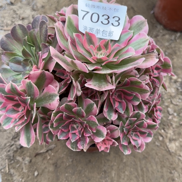 7033女巫多肉植物