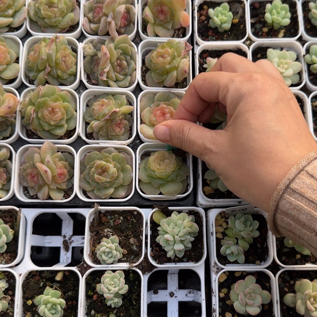 粉谪仙盆一个外棚满25包邮