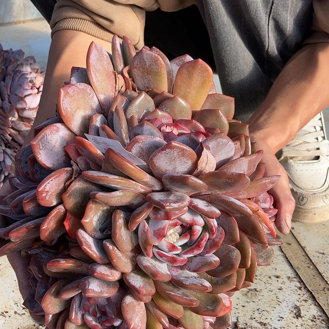 130 一物一拍不退不换