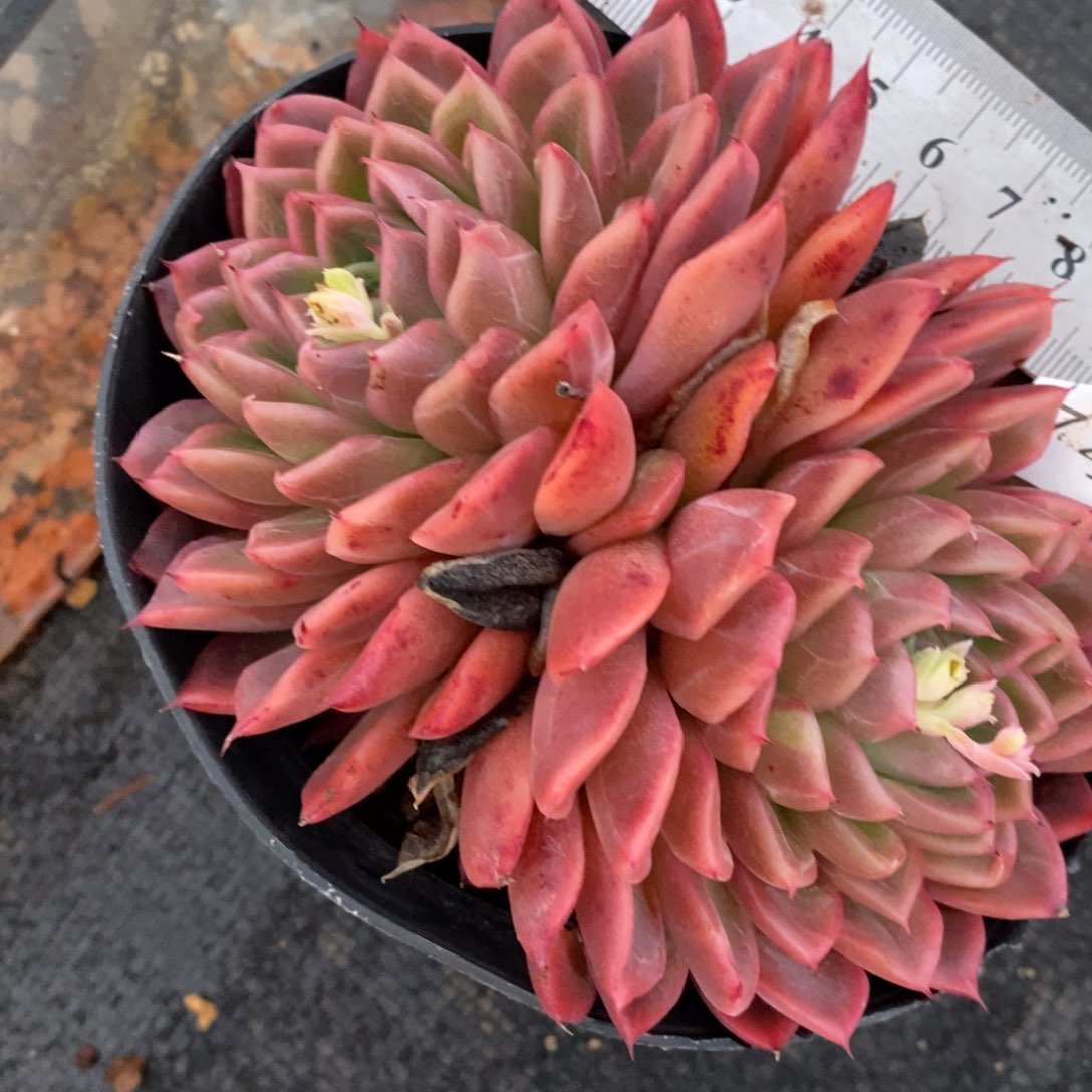 7475杂交多肉老桩