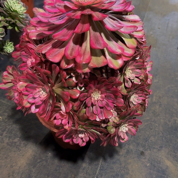 000000000000000140月蝉