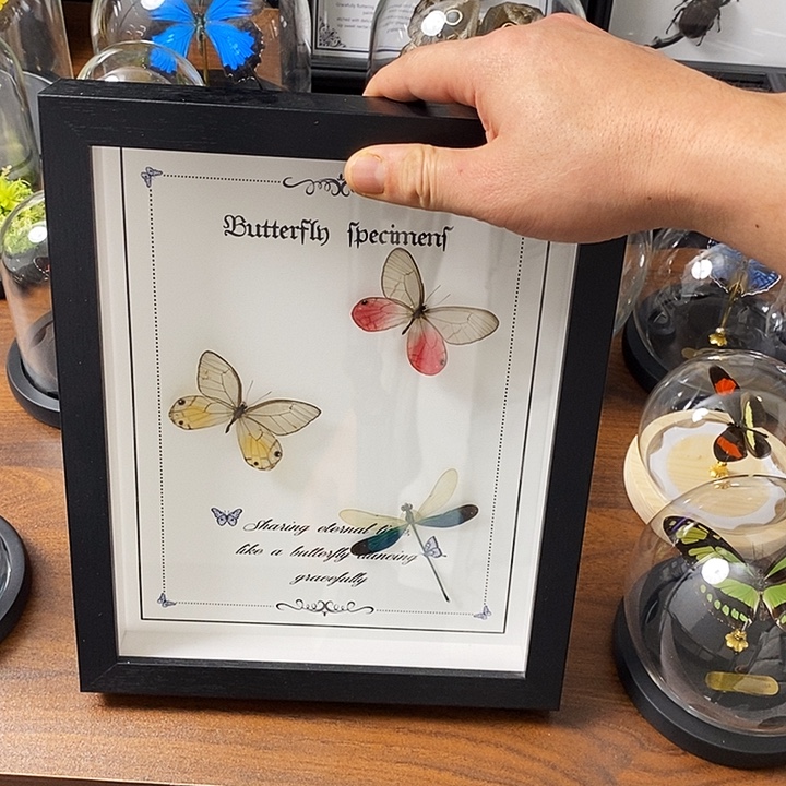 木两只蝴蝶一只蜻蜓