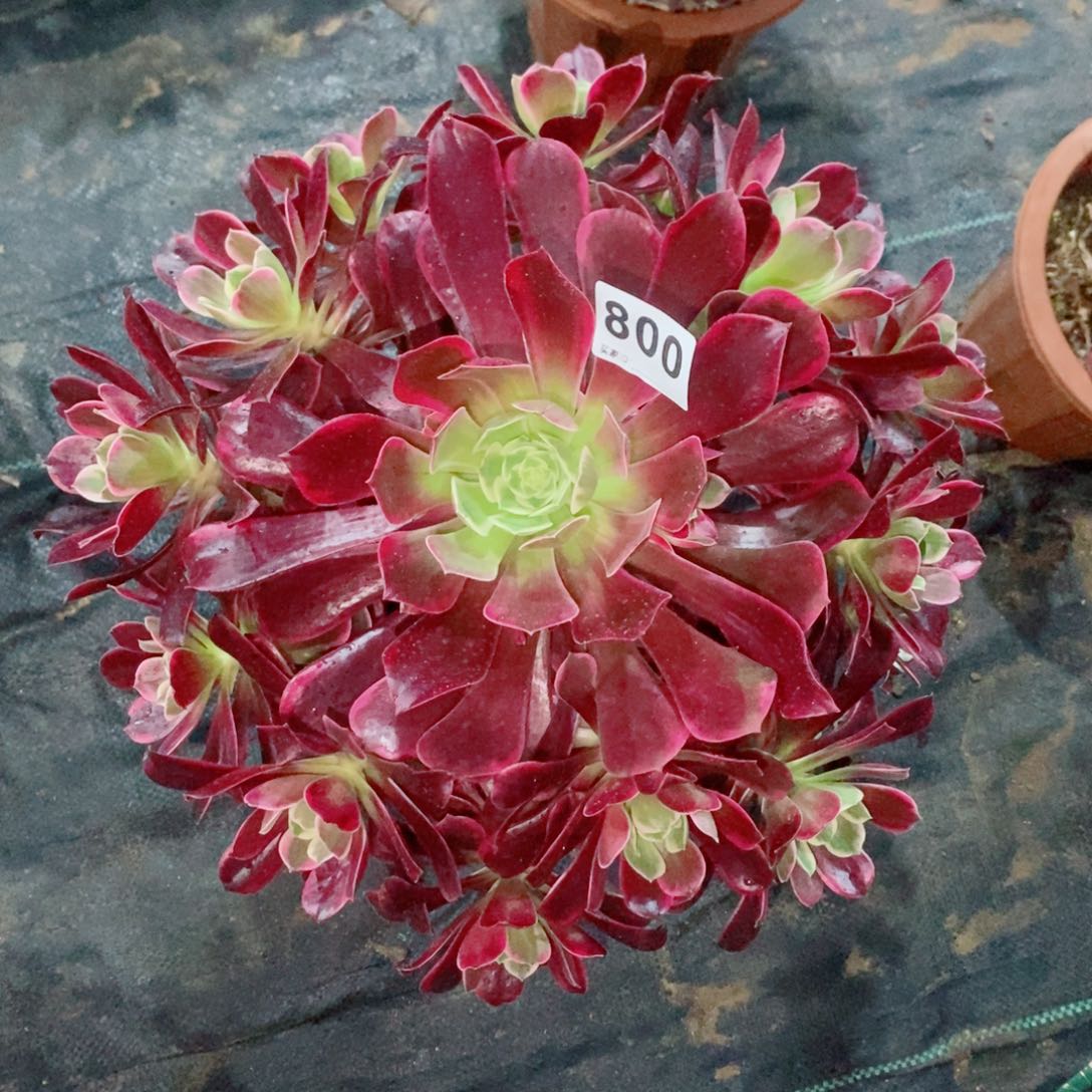 金丝雀800多肉1111