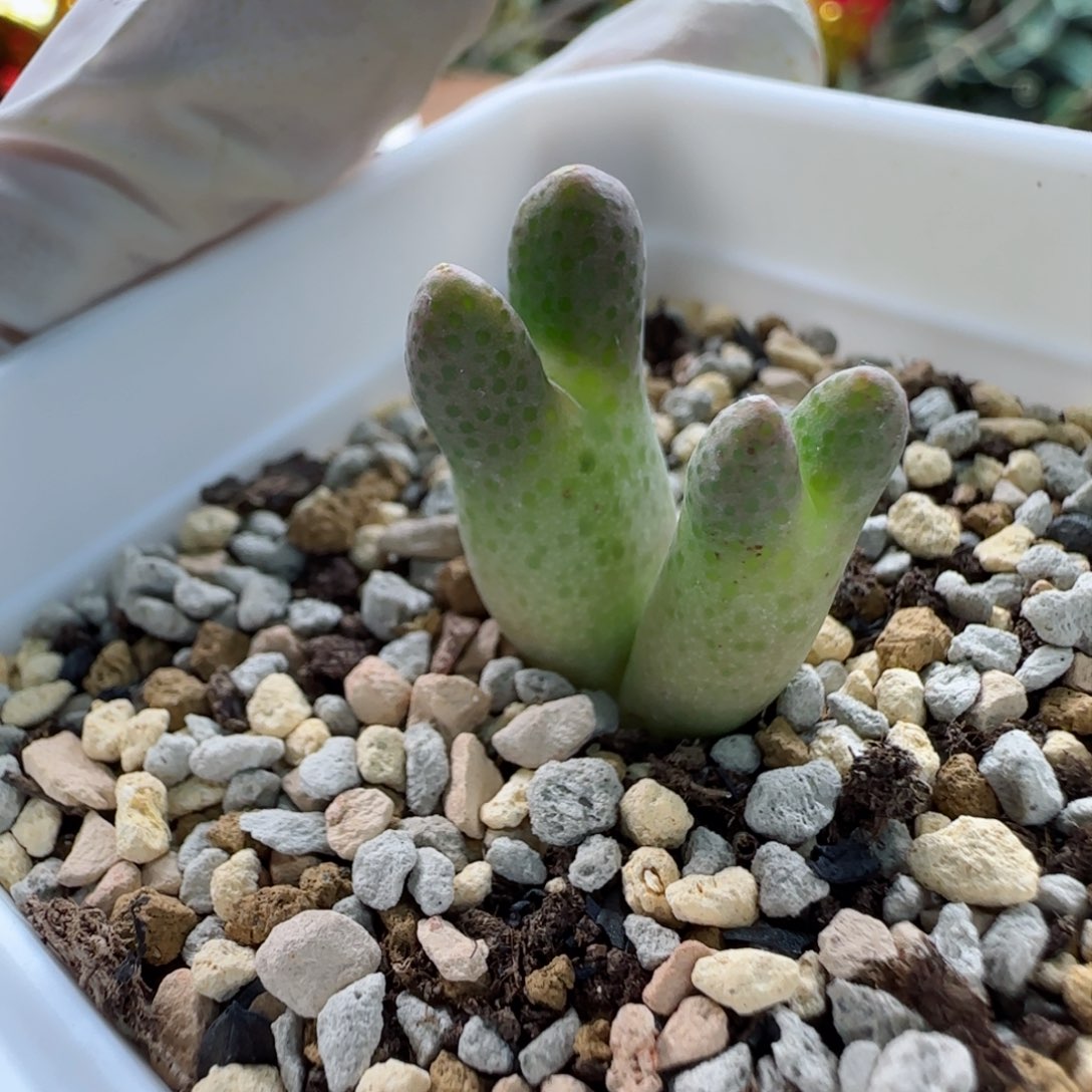 2-10-2-4当天满58包邮大型955d多肉脱土