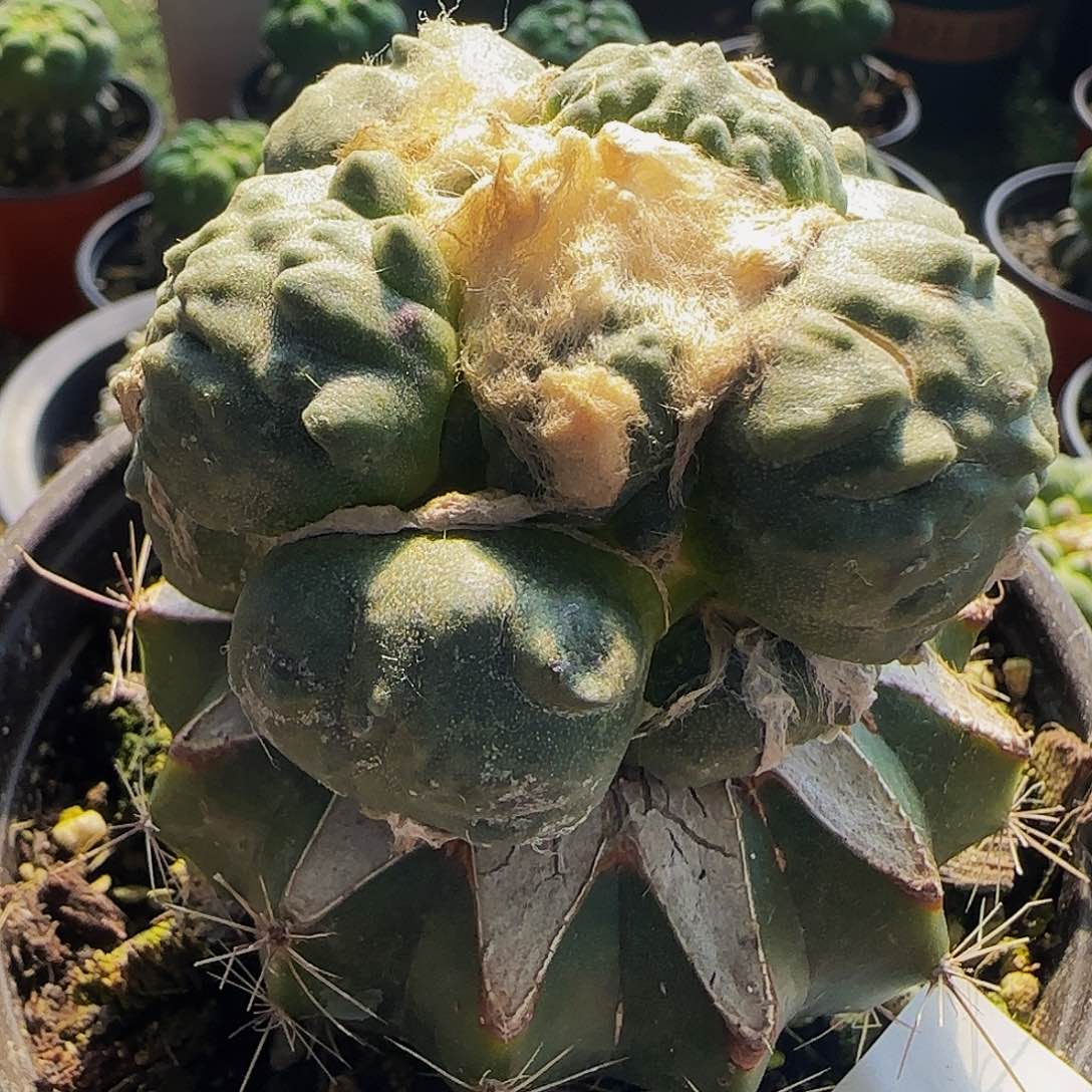 蛋尤怒涛046仙人球