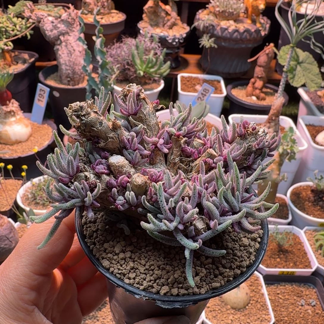 老桩天赐359 仙人掌