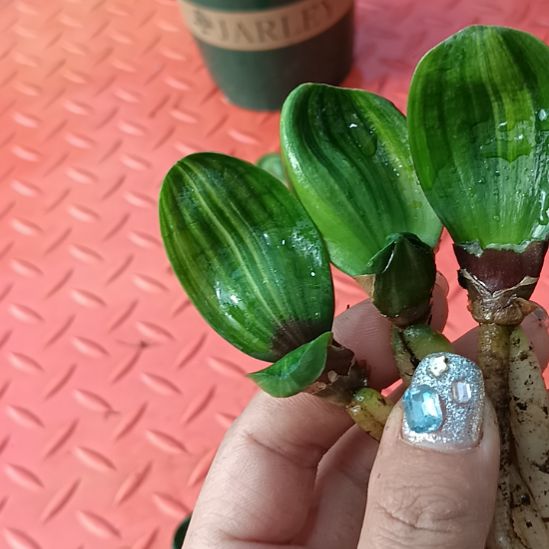 傲*特色花卉君子兰小苗