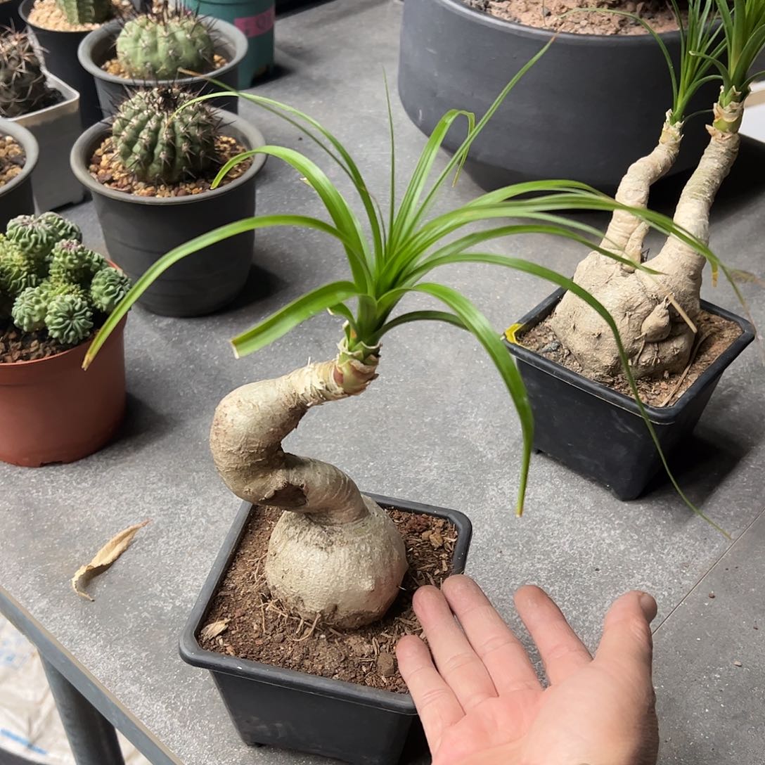 一***华造型酒瓶兰换黑胶盆 66888