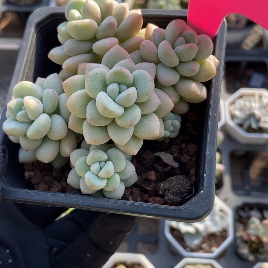 68泡泡糖多肉植物