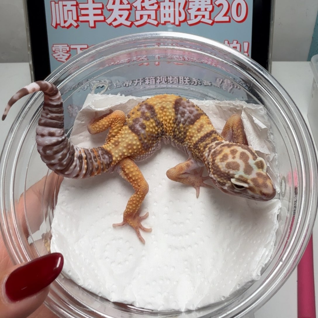 豹纹守宫橘白弟弟