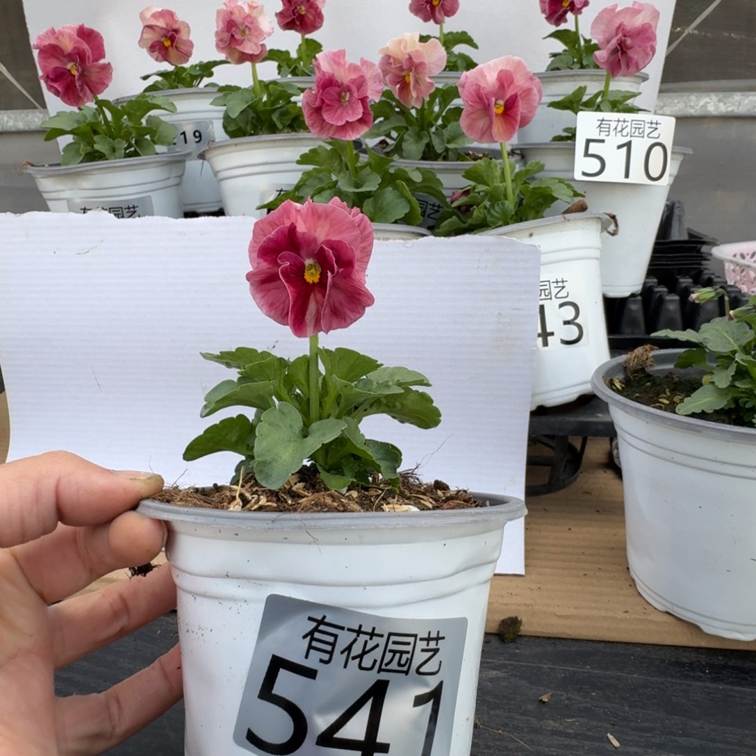 无花朵541号角堇