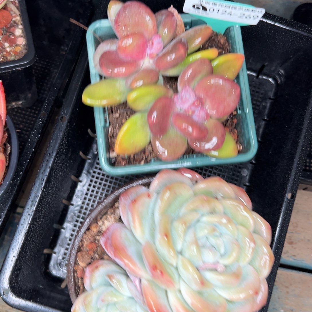 多肉一物一拍0124-269