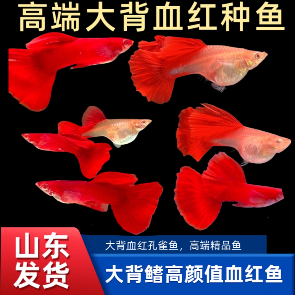 大背血红种鱼3.5-6厘米热带观赏鱼耐活繁殖组小型鱼皮实