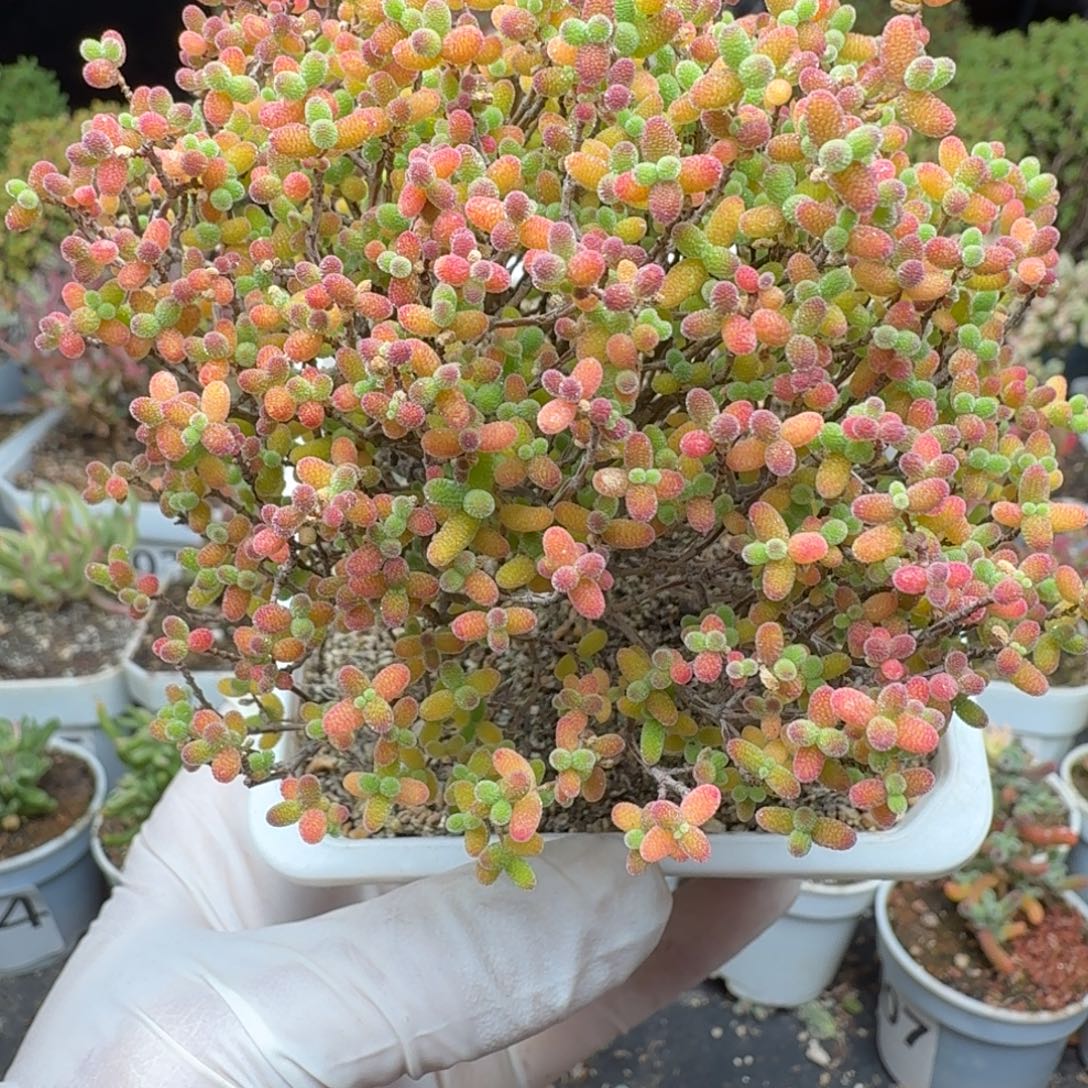 943精控蜜橘半价福利