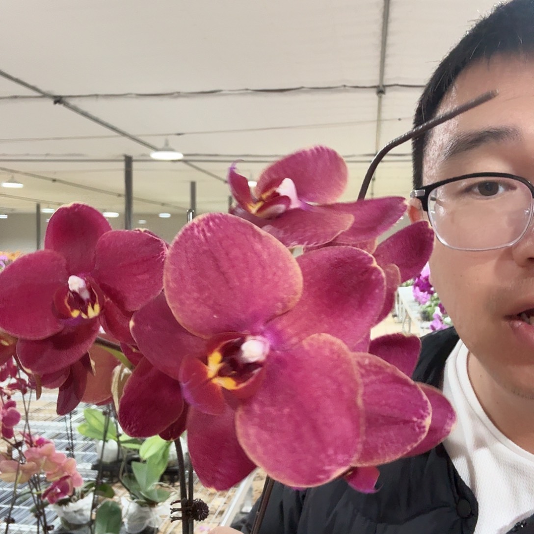 完全开放突尼斯3.5两颗056