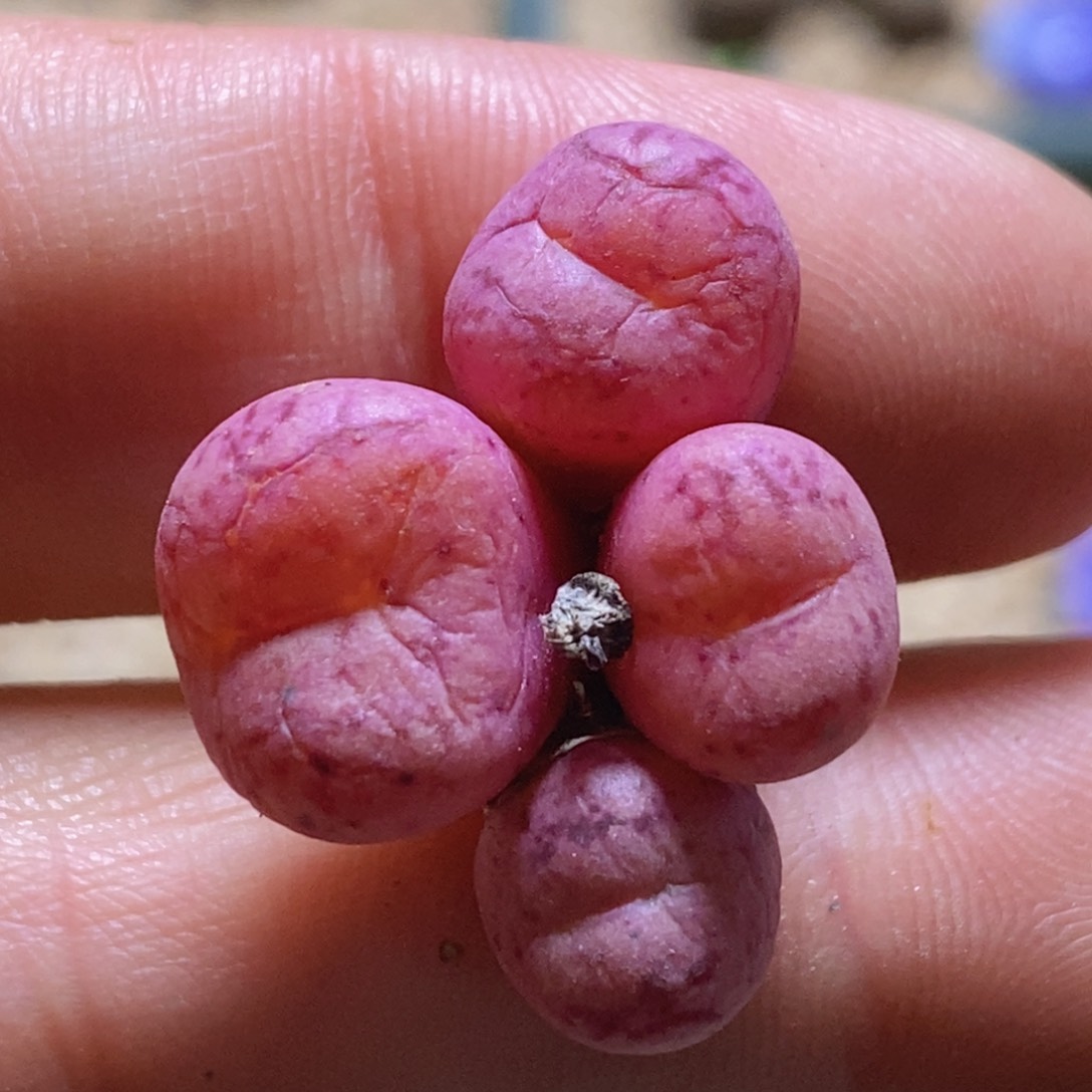 好看好看好看的伍斯特猴子