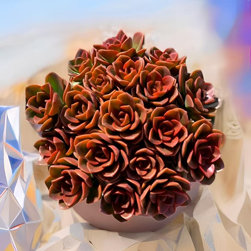 L大盆红酒玫瑰 冠幅15-18cm 喜阳耐旱越晒越红 皮实好养云南多肉