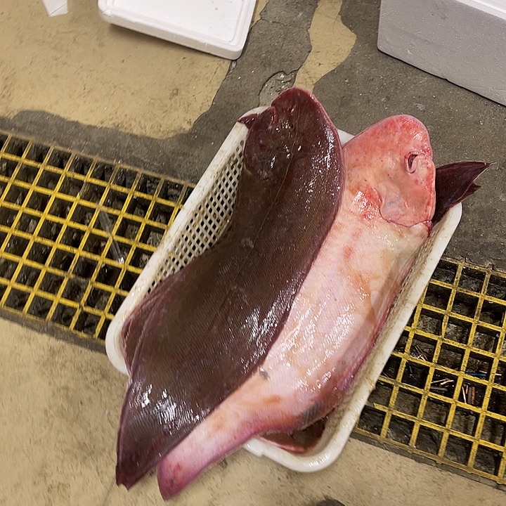 踏目鱼17.9斤，加雌鱼专拍