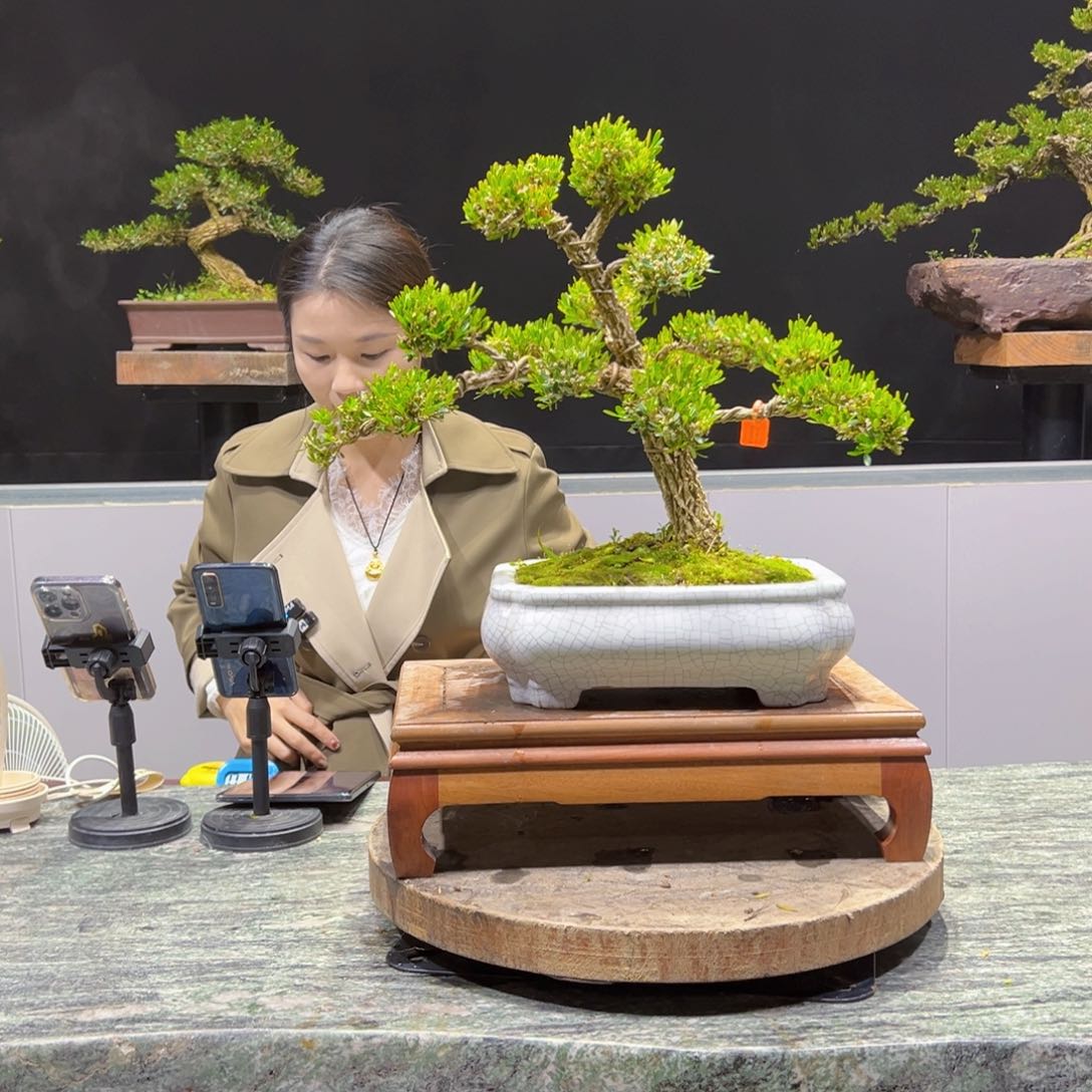黄杨盆景老桩四季长青
