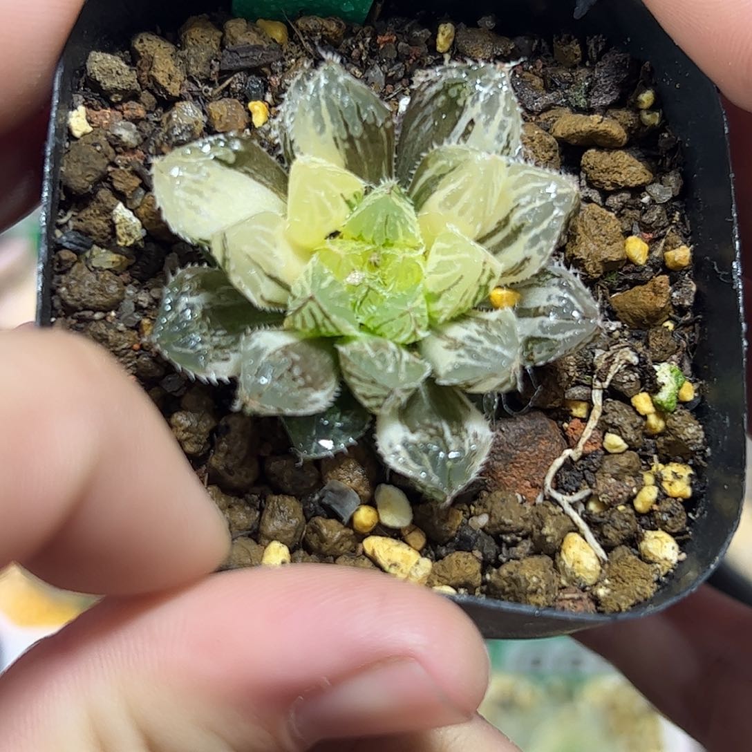 楼兰锦十二卷多肉植物满