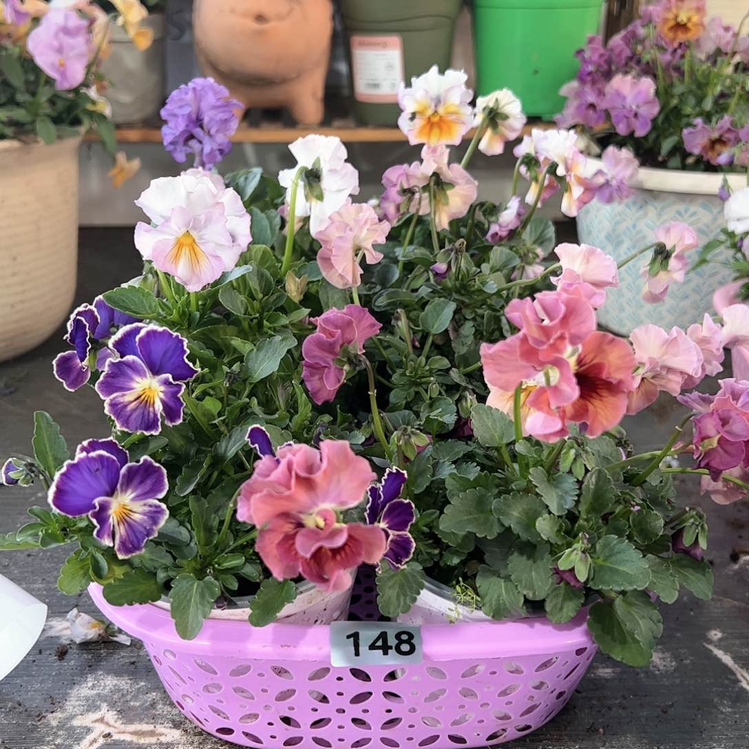 【闪购商品】148号