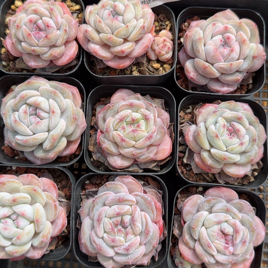 花语逸境0216-337九个