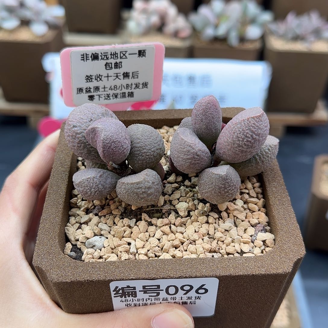 096月熙多肉植物