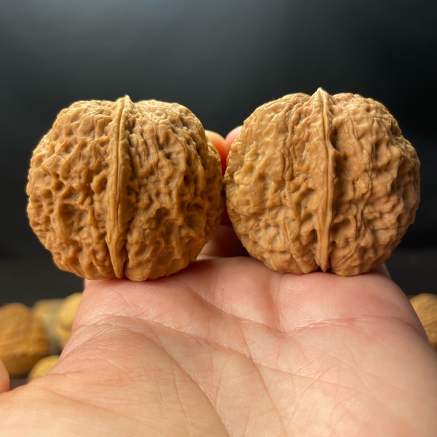 43尺寸  将军膀（云南铁核桃一物一图产地直发）