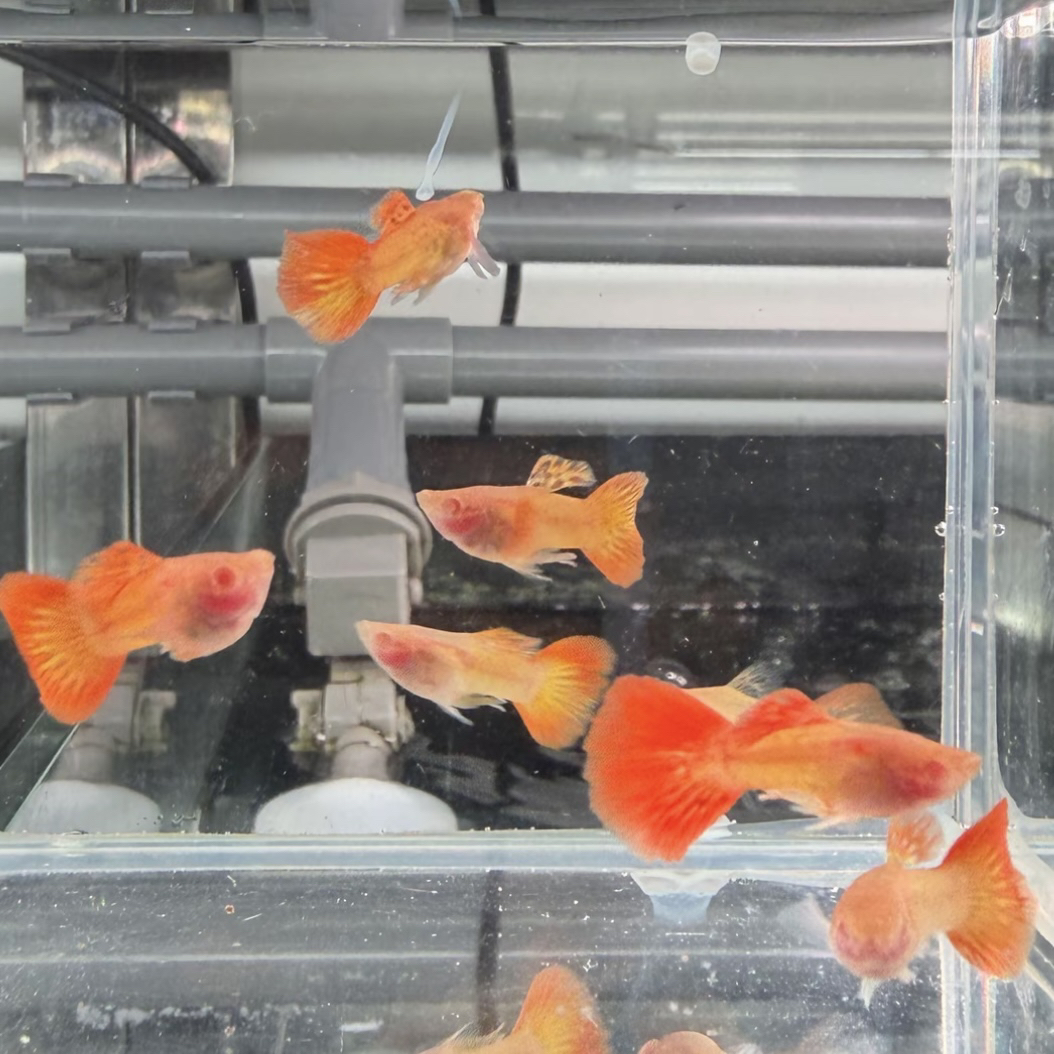 极品火凤凰孔雀鱼2对4条