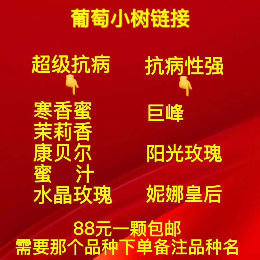葡萄小树（品种备注），
