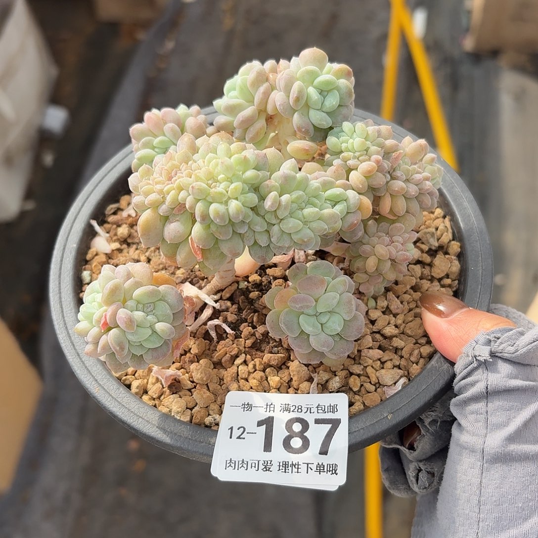 冰桃缀化无盆土发货无
