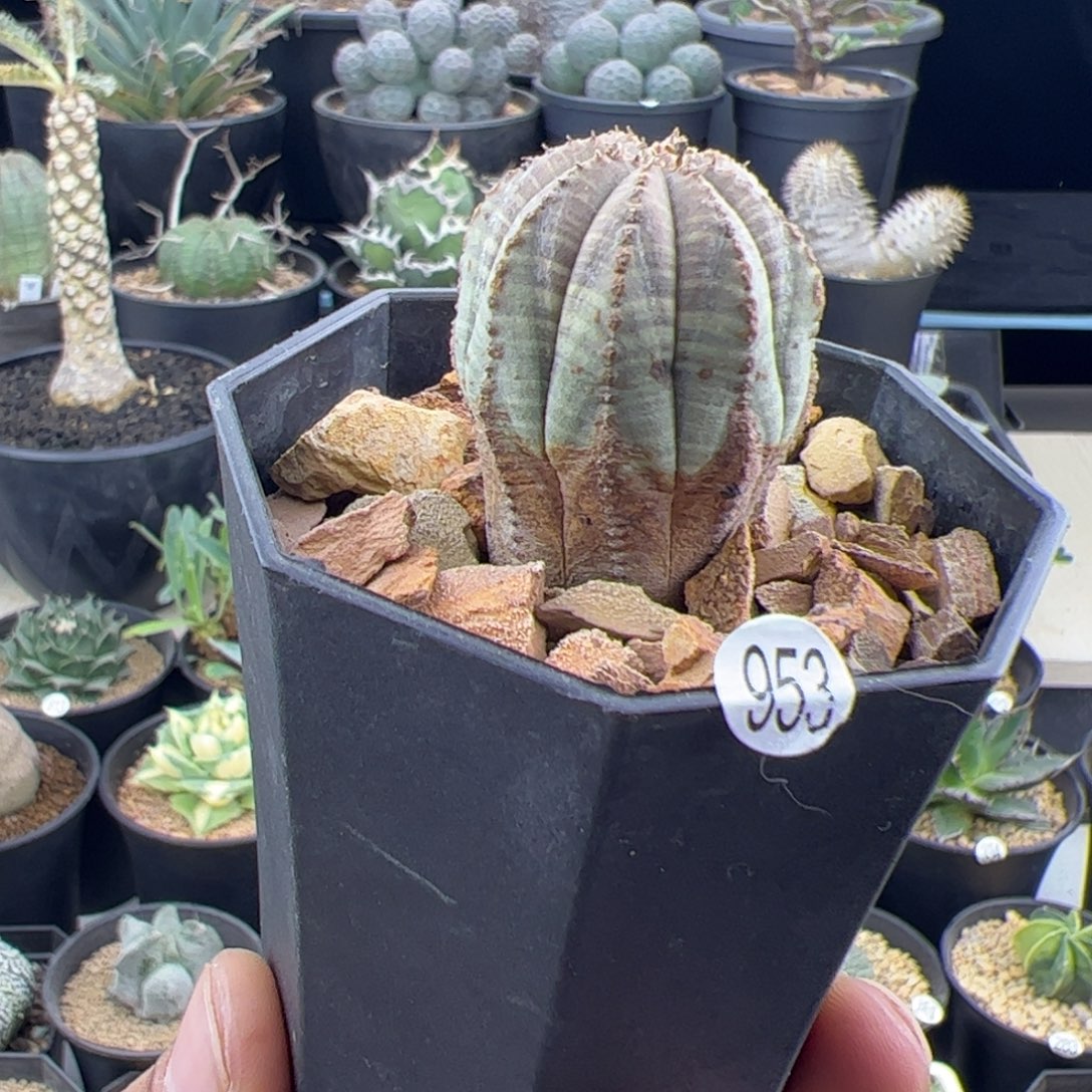 锈斑布纹球3一物一拍