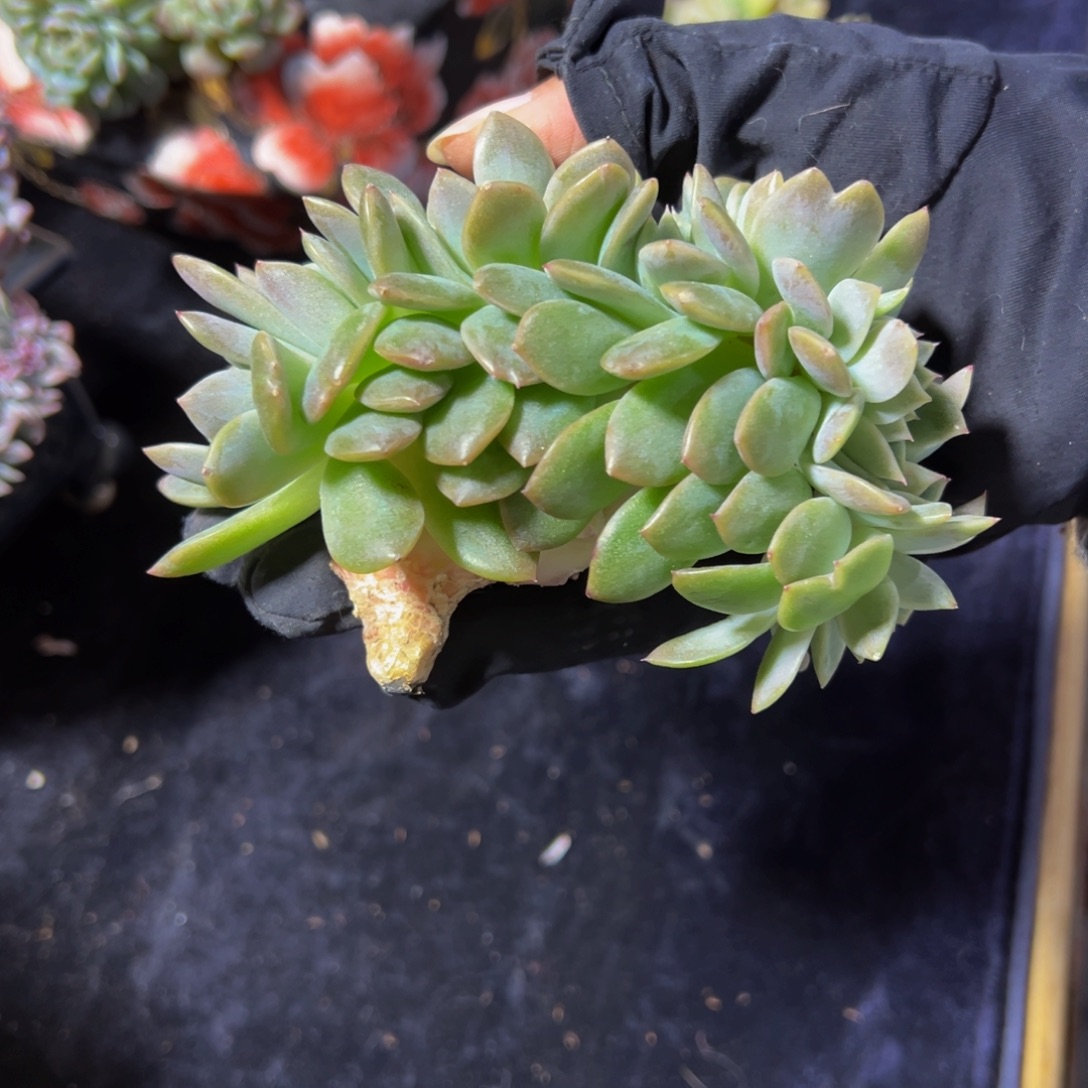 原***蛋珍妮微瑕 天天开心