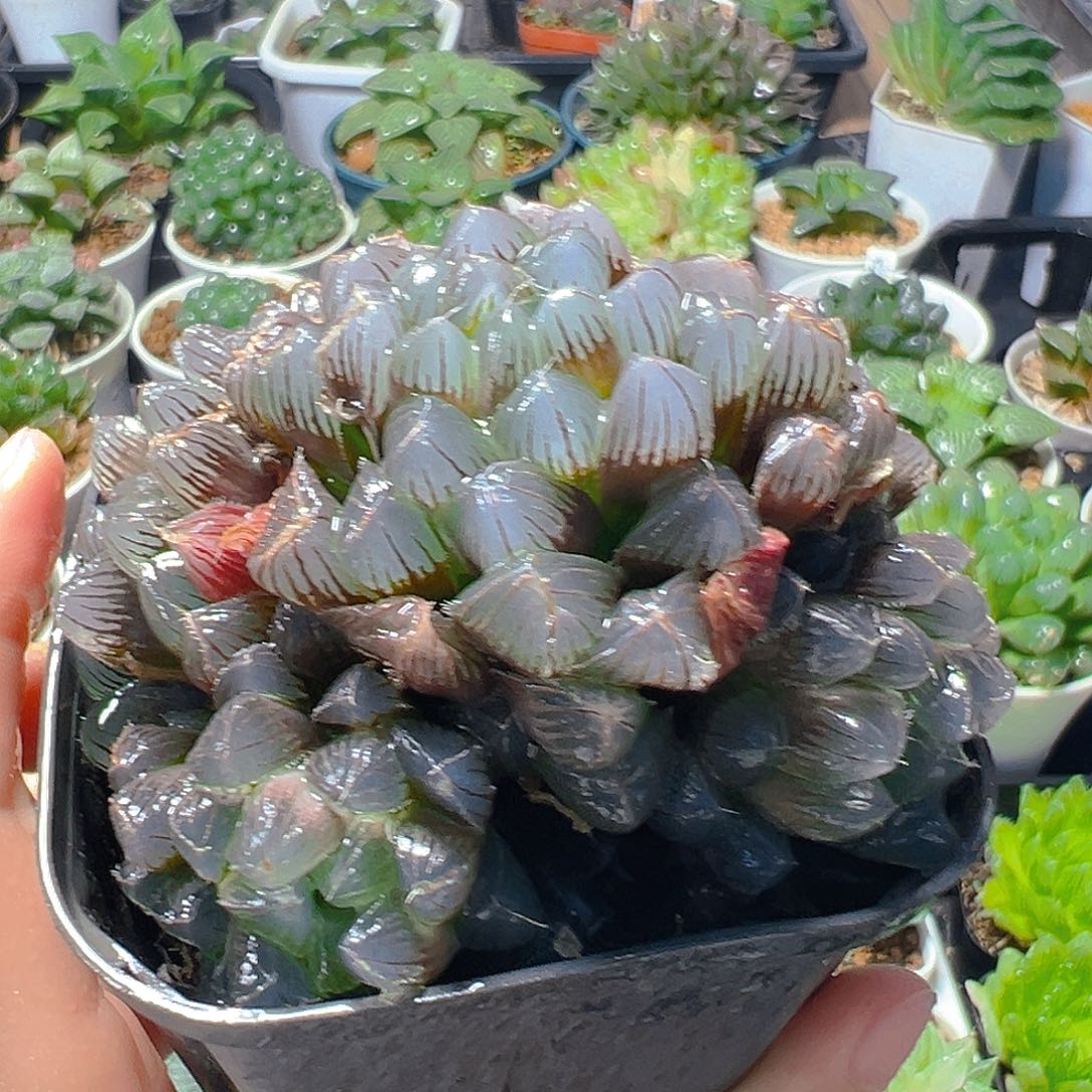 蓝镜群多肉多肉多肉