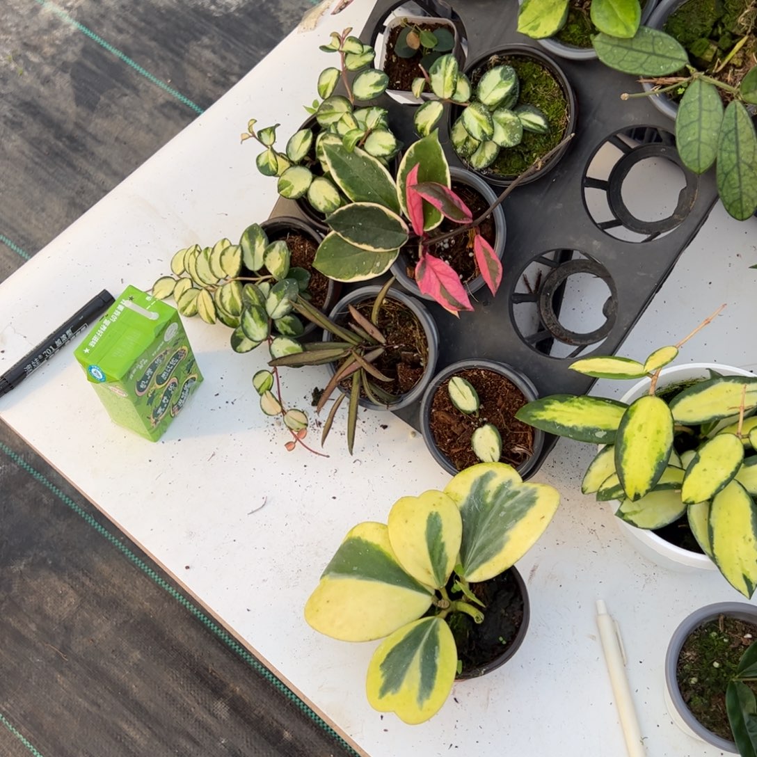 逗***豆无花朵心叶外锦球兰